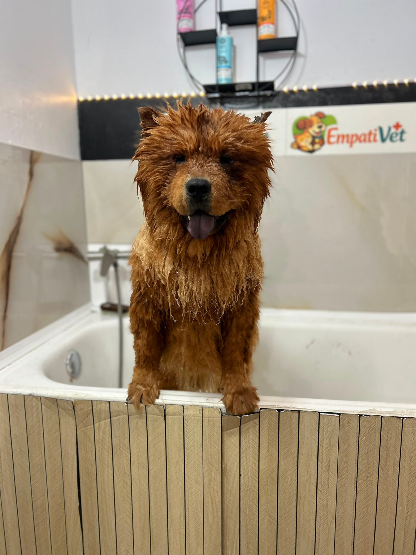 Chow Chow roșcat după baie la salonul Empativet