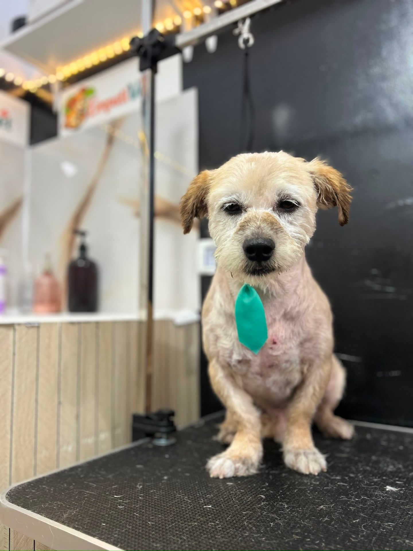 Cățel beige cu cravată verde după grooming complet