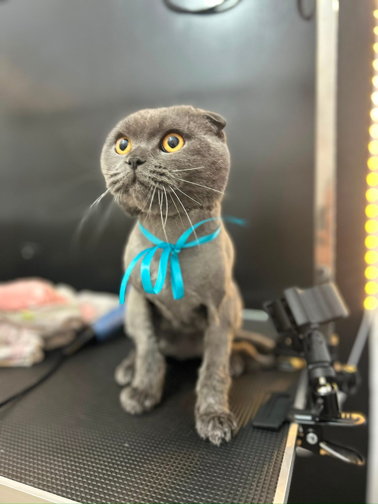 Pisică British Shorthair gri cu fundiță albastră după grooming