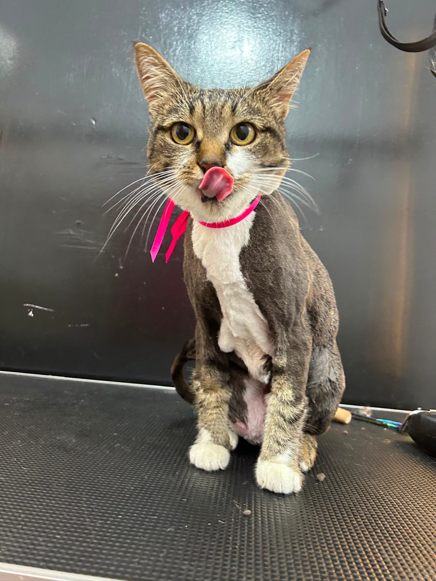 Pisică tabby după tuns igienic la Empativet